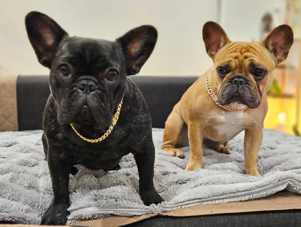 Cuban Link Diamond Dog Collar – photo 7