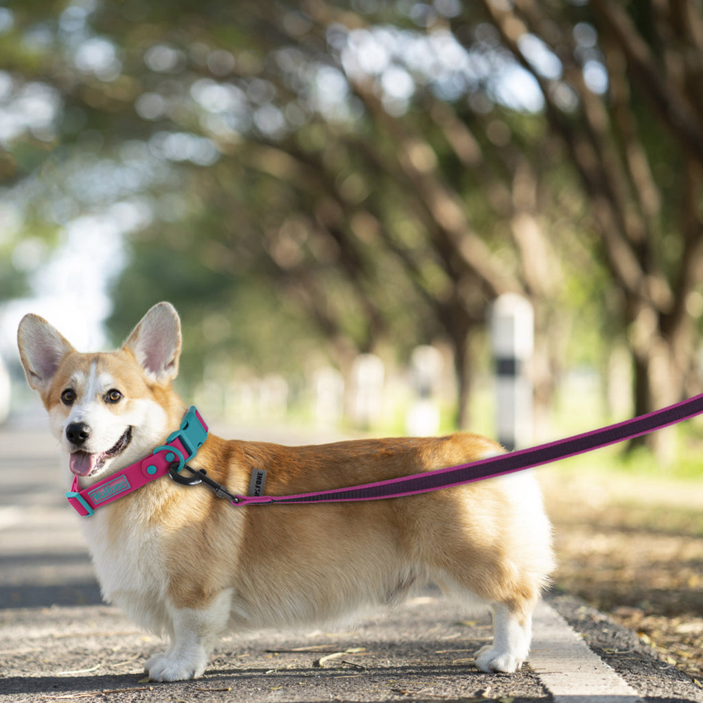 Training Dog Leash – 1.5m to 5m – photo 14