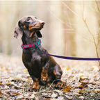 Long Training Dog Leash – Multiple Lengths – photo 6